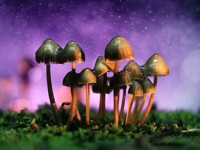 US state to vote to legalize psychedelic mushrooms - USA, Vote, Mushrooms, Hallucinogenic mushrooms, , Psychedelic, Society, Ridus, Legalization