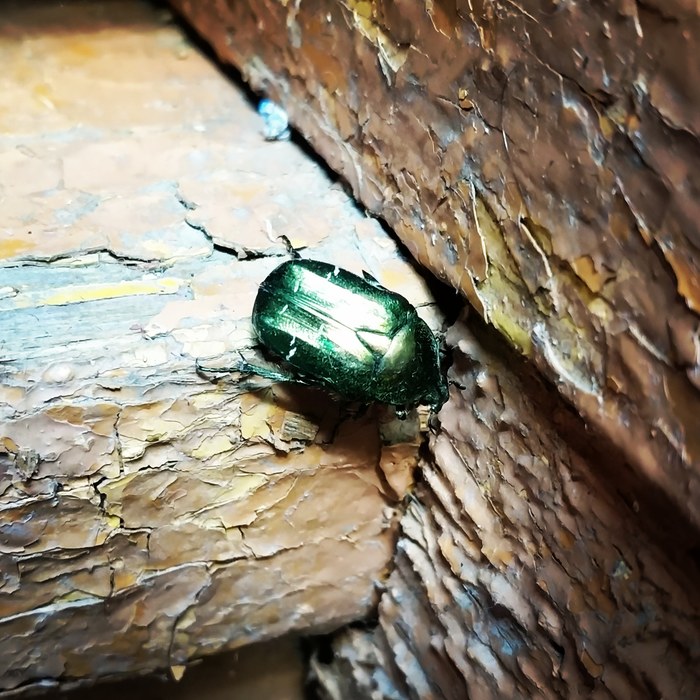 ������ ���