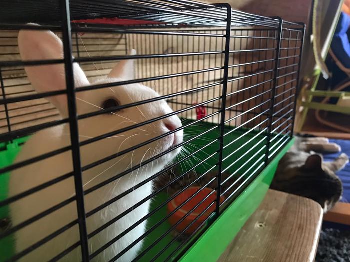 Беда с кроликом(