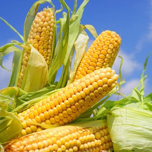 Corn - Corn, The photo, Cop, Longpost