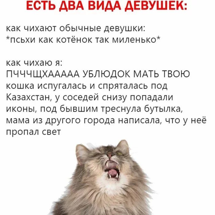 А если я из Казахстана ) куда спрячеться мой кот? - Мемы, Кот, Чиханье, Конец, Не смешно, Апчхи