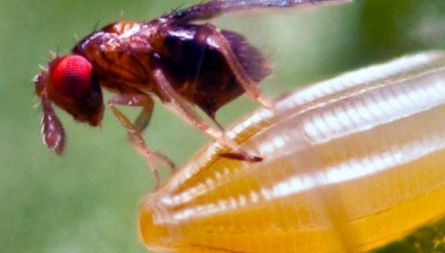 Fighting flies from Moscow were released into the forests of the Samara region - Муха, Forest, Samara, Interesting