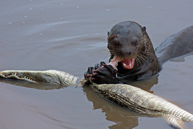 Fear and Terror of the Amazon - My, Otter, Animals, wildlife, Nature, Zoology, League of biologists, Longpost