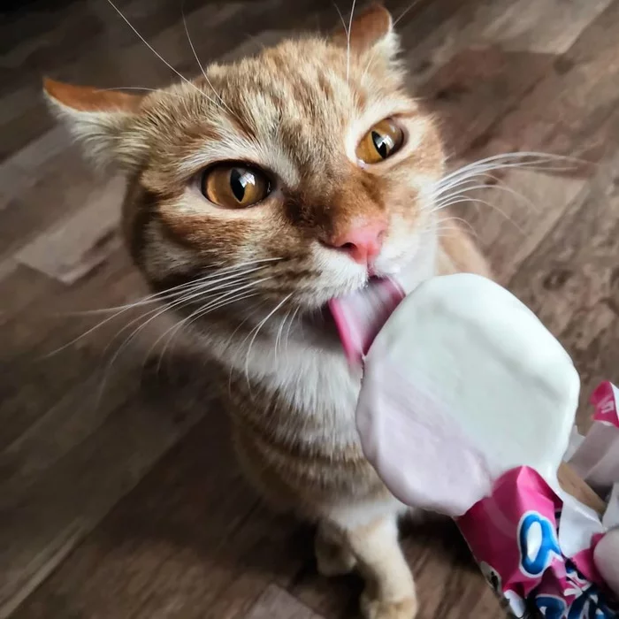 Ice cream lovers - My, cat, Ice cream, Longpost