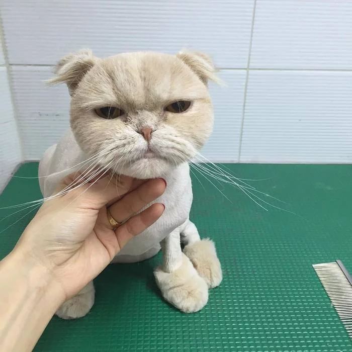 When you left the hairdresser and were unhappy with your new haircut - cat, Pets