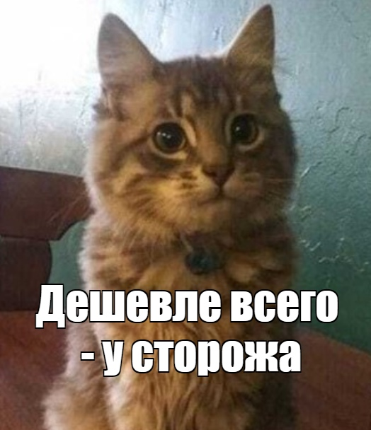 But it’s vital in some situations - cat, Humor, Picture with text, Memes, Longpost, Joke, Dialog