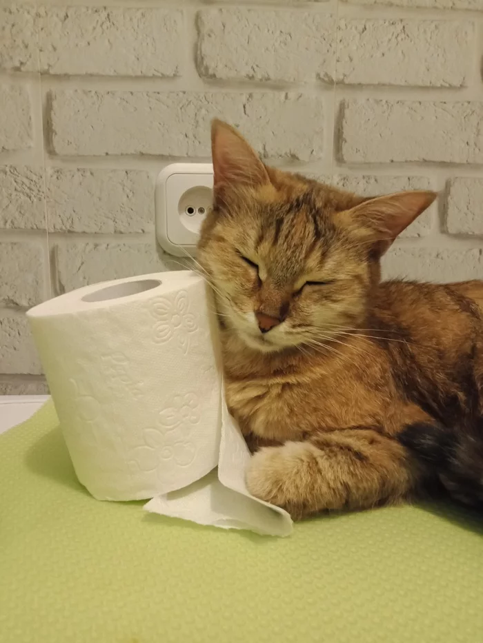 Toilet paper advertisement - My, cat, Advertising, Toilet paper, Milota