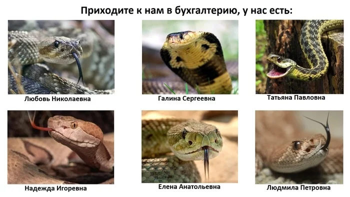 Come to our accounting department, we have... - My, Come to us, Accounting department, Memes, Humor, Snake, Picture with text, Serpentarium, Reptiles