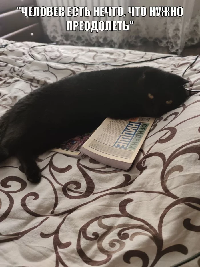 Being - My, cat, Nietzsche, Longpost, Black cat