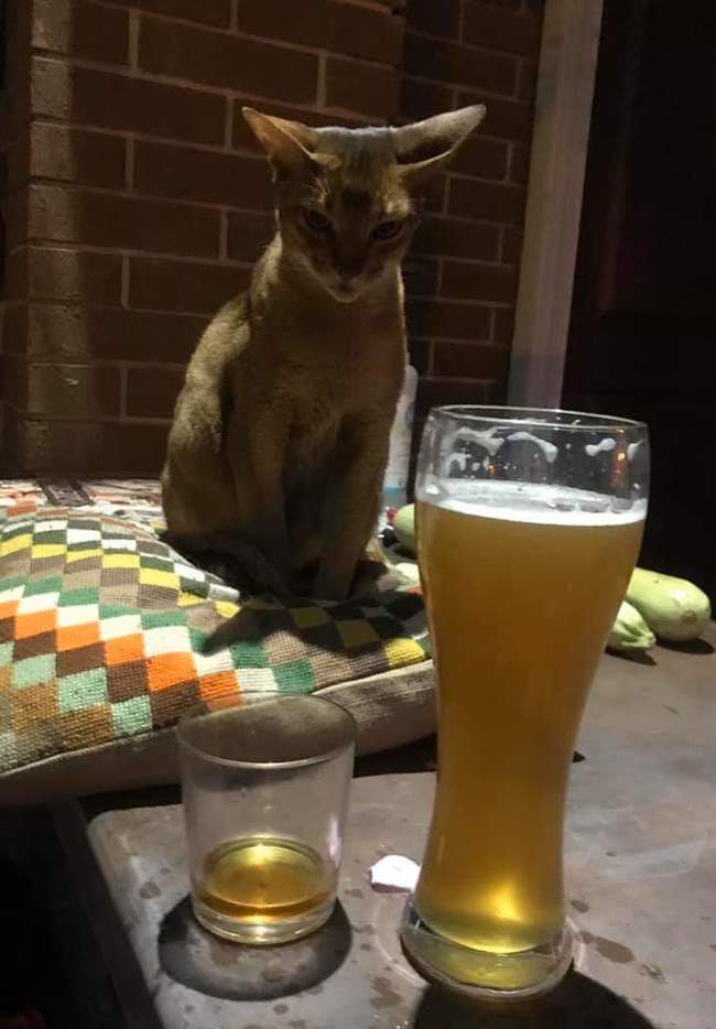 The agony of choice - My, cat, Friday, Beer, Whiskey, Difficult choice