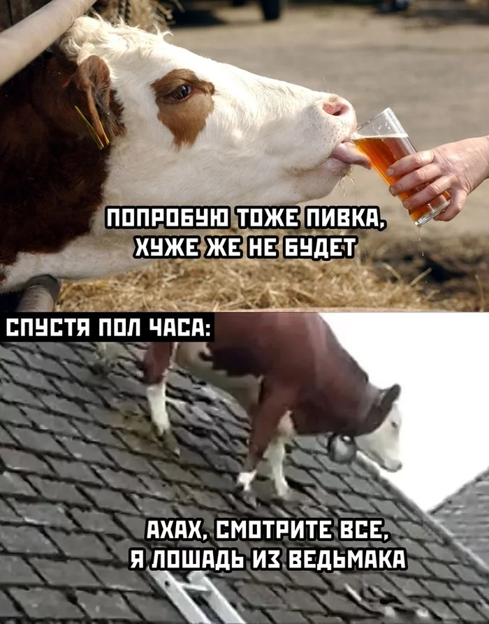 Friday evening, why not... - Memes, Witcher, Cow, Beer, Roof, Roach