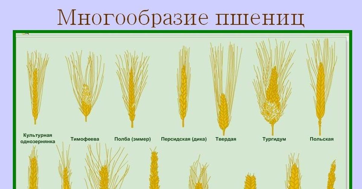 Вырастет колос. Отличительные признаки разновидностей мягкой и твердой пшеницы. Сорта пшеницы. Виды пшеницы название. Различные сорта пшеницы.
