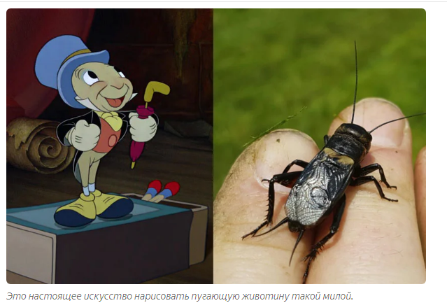 Cricket: How to pick up girls if you are a cannibal with ears in your legs? - Insects, Yandex Zen, Animals, Crickets, Video, Longpost