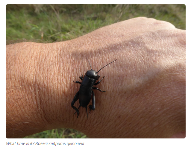 Cricket: How to pick up girls if you are a cannibal with ears in your legs? - Insects, Yandex Zen, Animals, Crickets, Video, Longpost