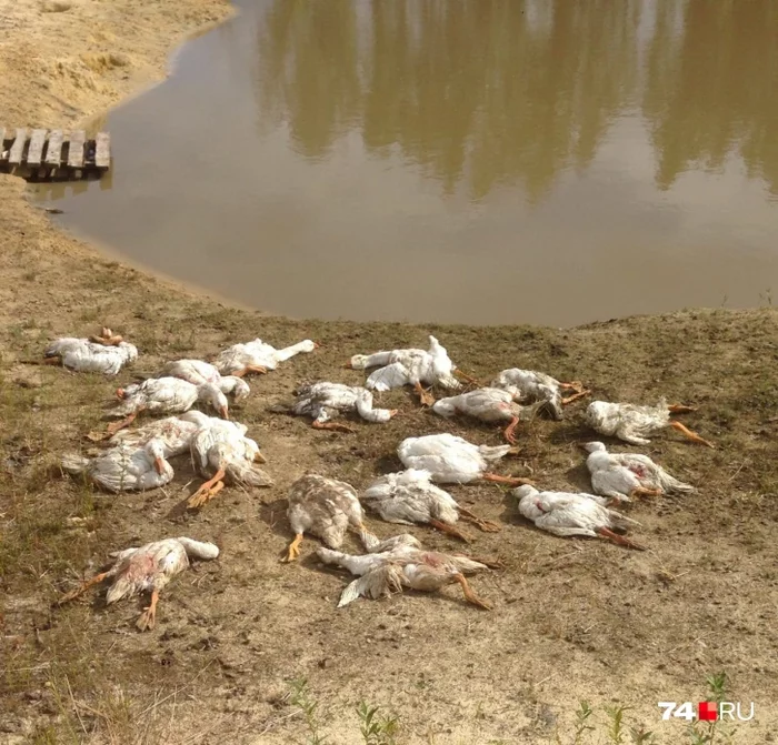 Continuation of the post In five minutes, gnawed 50 geese: a Chelyabinsk hunter who shot a husky told his version - Negative, Dog, Husky, Breeders, Hunting, Разборки, Chelyabinsk, Reply to post, news