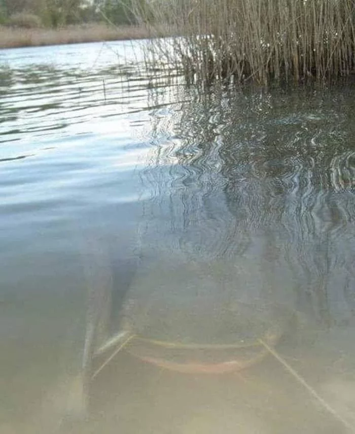 Водный красавчик)) - Сом, Вода, Водоем, Рыба, Природа