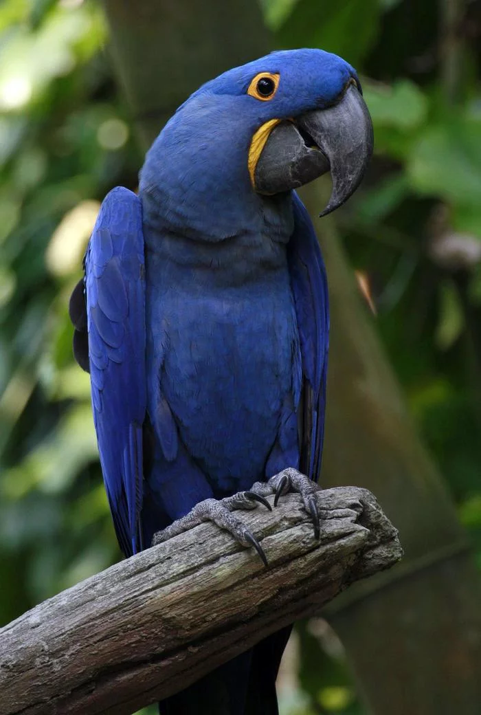 Hyacinth macaw - Macaw parrots, A parrot, Nature, Animals, Hyacinth Macaw