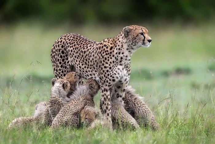 Mother of many children))) - Leopard, Mother of many children, Cheetah, Big cats, Wild animals, Africa, The photo