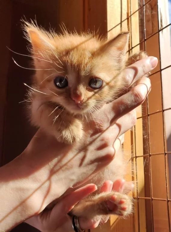 The red sun is slightly larger than a woman’s palm. The kitten was returned to the shelter again - My, cat, Kittens, Animal shelter, In good hands, Kindness, Good, Homeless animals, Redheads, Longpost