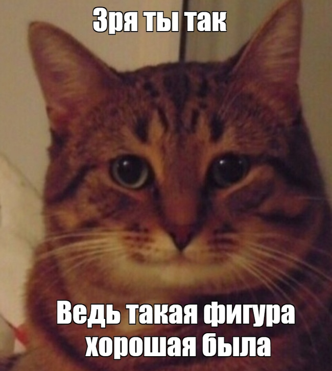 Pouting - cat, Humor, Picture with text, Memes, Longpost, Joke, Dialog, Understanding cat