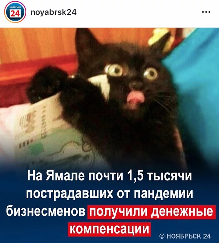 Необычные новости Новости, ЯНАО, Кот, Длиннопост