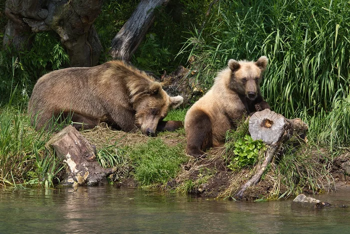 Mom, let's go swimming! - The Bears, Brown bears, Relaxation, Kamchatka, Kuril lake, The national geographic, The photo, Young