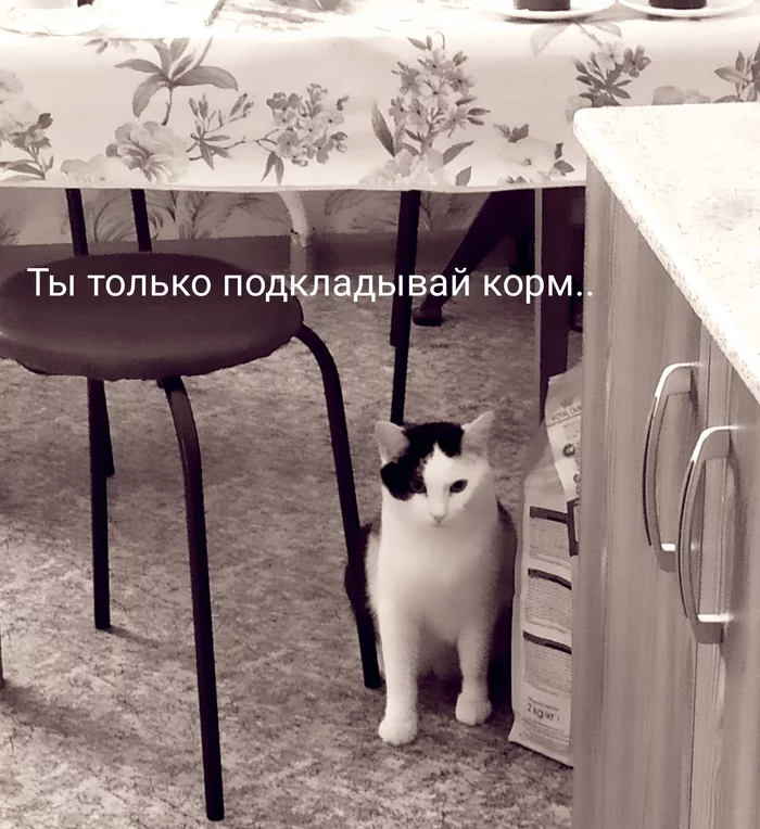 Not fat, but fluffy - My, cat, Humor, Kindness, Milota, Fullness, Longpost