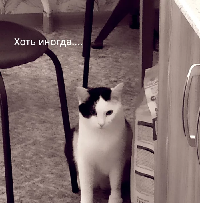 Not fat, but fluffy - My, cat, Humor, Kindness, Milota, Fullness, Longpost