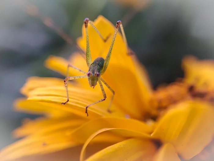 Зелёненький он был... - Моё, Начинающий фотограф, Мобильная фотография, Xiaomi, Кузнечик, Макросъемка