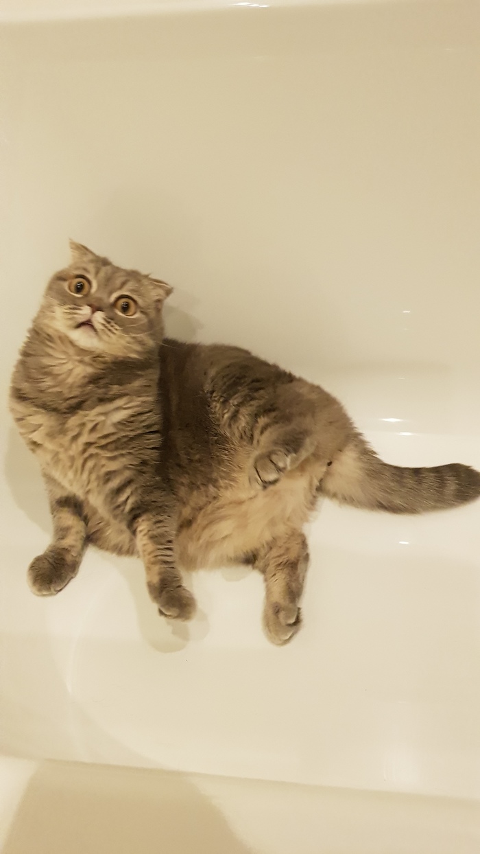 Ãäå áû ñïðÿòàòüñÿ îò æàðû? Êîò, Æàðà, Þìîð, Ìèìèêà, Äëèííîïîñò, Äîìàøíèå æèâîòíûå