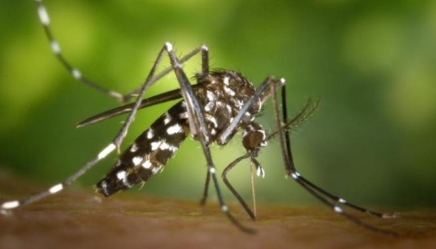 Asian tiger mosquito (killed one in Siberia. last photo) - Mosquitoes, carrier, Longpost