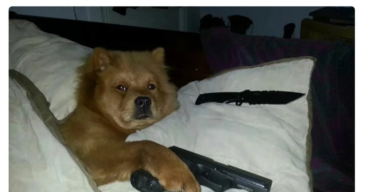 Пес с пистолетом в зубах