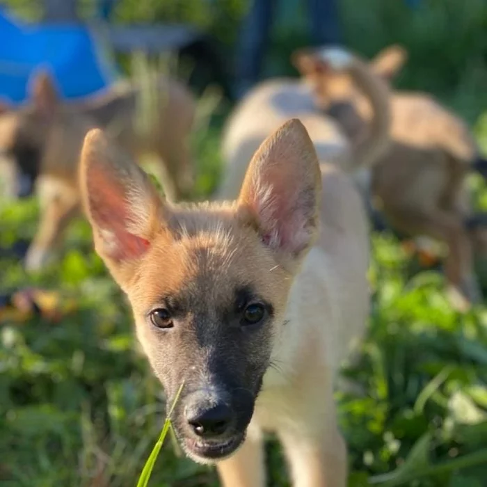 Puppies in good hands (Sergiev_Posad, Moscow region) - No rating, In good hands, Puppies, Volunteering, Good league, Homeless animals, Dog, Friend of human, Video, Longpost