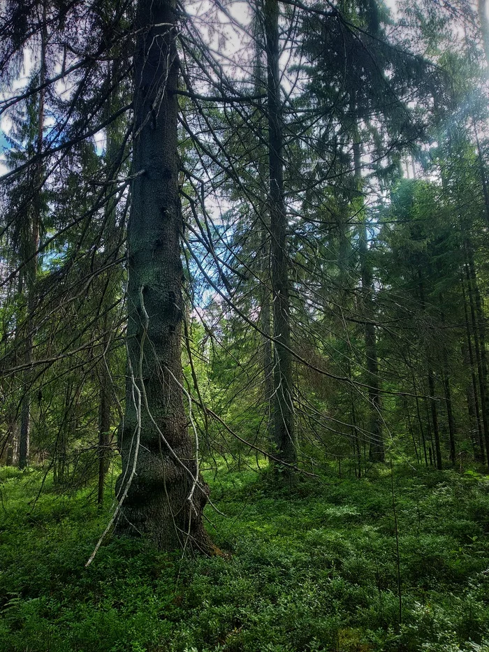 Forest, Leningrad region - My, Mobile photography, Xiaomi redmi 5, Forest