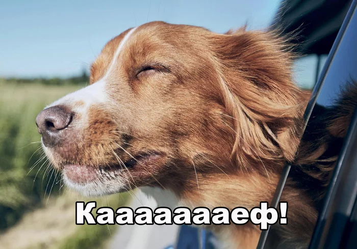 The dog gets high - Images, Dog