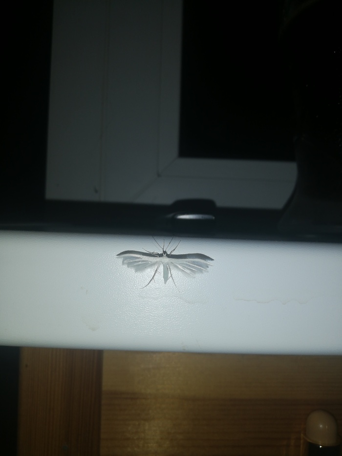 Что это за покемон?