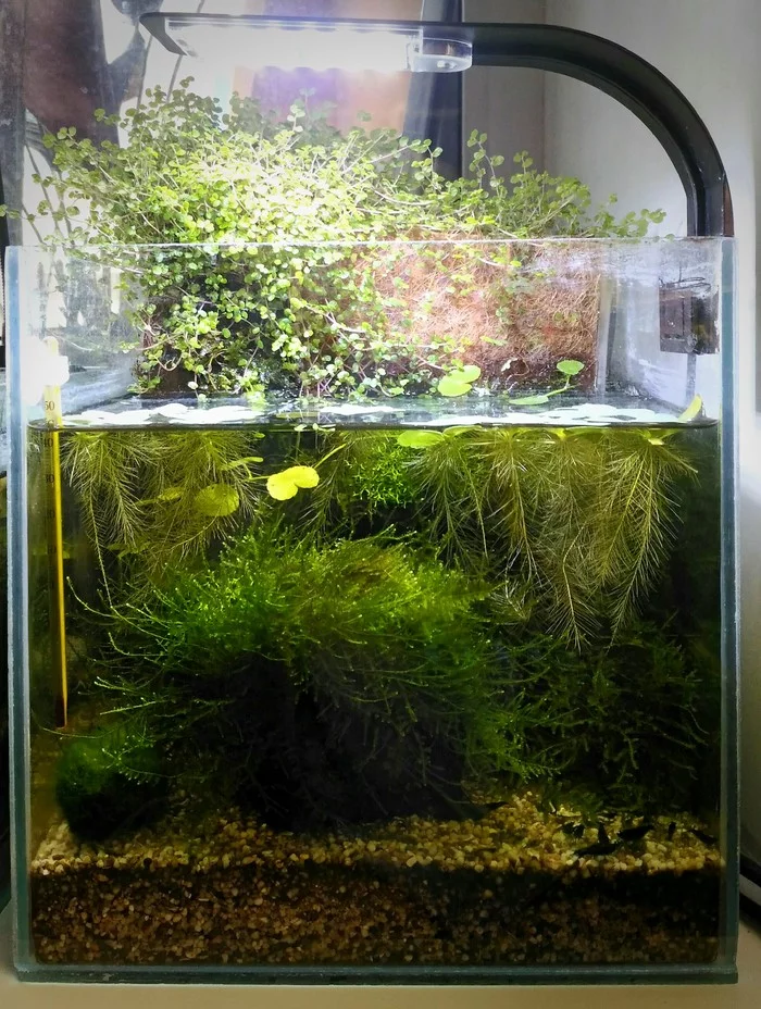 My nano-aquarium shrimp tank - My, Aquarium, Aquarium, Aquarium shrimp, Shrimp, Nanoaquarium, Longpost