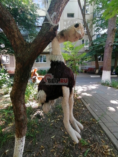 Dog's head on a tree and a hanging pig - Belgorod, Longpost, Beautification, Courtyard, Old toys, cat