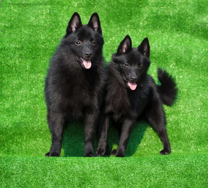 Schipperke is a Belgian Shepherd. Black small shepherd - My, Sheepdog, Belgian shepherd, Schipperke, Dog breeds, Longpost, Dog