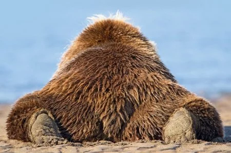 Attitude towards photographers) - The Bears, Alaska, National park, wildlife, The photo