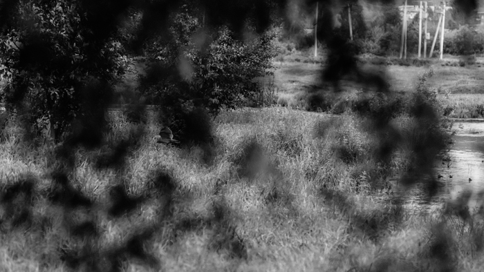  , - , Nikon, Nikon d800, 