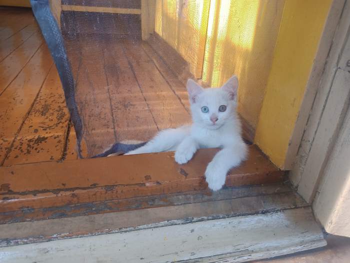 ÊîòàÊîòû Ôîòîãðàôèÿ, Êîòÿòà, Äëèííîïîñò, Êîò