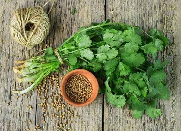 Why does cilantro smell like bugs? - Coriander, Bedbugs, Greenery, Longpost