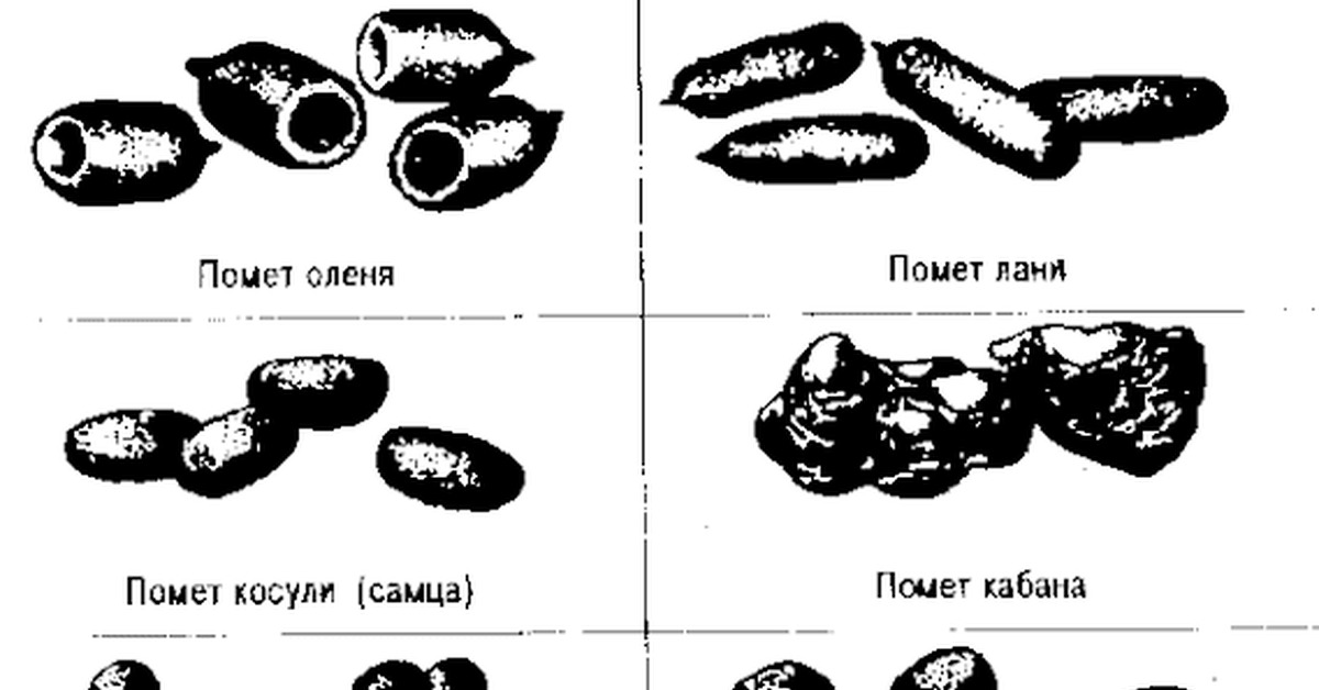 Как выглядит помет зайца