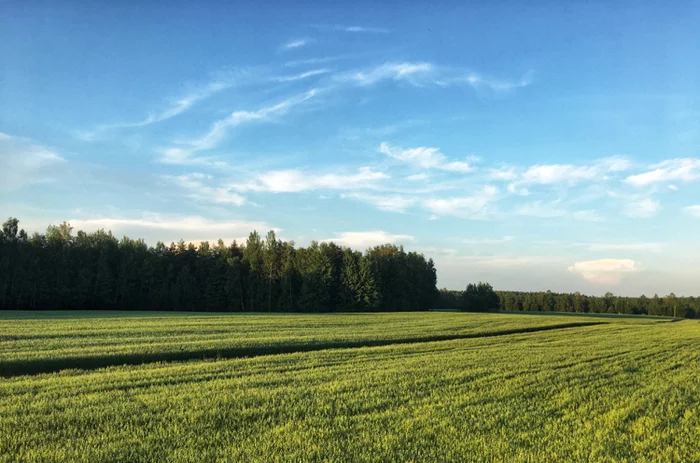 Белорусскооое поооле - Моё, Мобильная фотография, Республика Беларусь, Поле