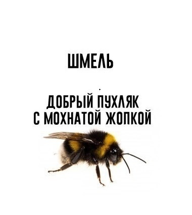 In fact... - Bumblebee, Funny