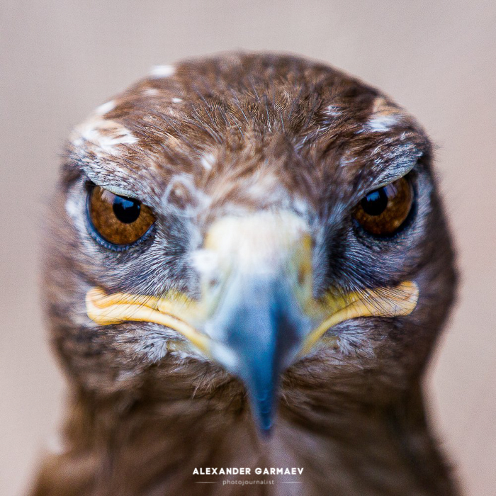 Sight... - My, Buryatia, Buzzard, Predator birds, Animalistics, wildlife, Birds