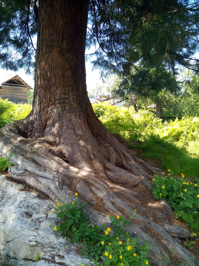 Дерево на камне Дерево, Камень, Природа, Республика Алтай, Кедр, Длиннопост