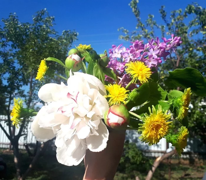 Assorted cold porcelain flowers - My, Needlework without process, Cold porcelain, Flowers, Video, Longpost