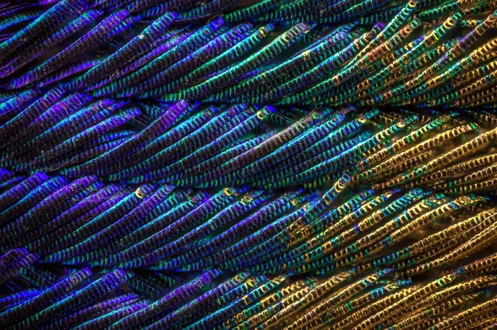 Fascinating - Peacock, Feathers, Color, Macro photography, The photo, Animals, Nature, beauty